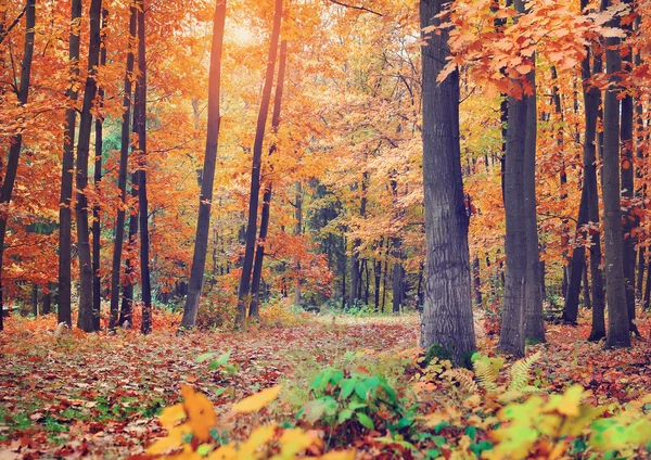 Güzel renkli sonbahar orman — Stok fotoğraf