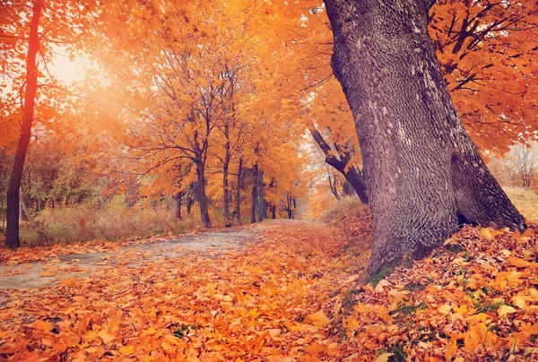 Herfst in het park — Stockfoto