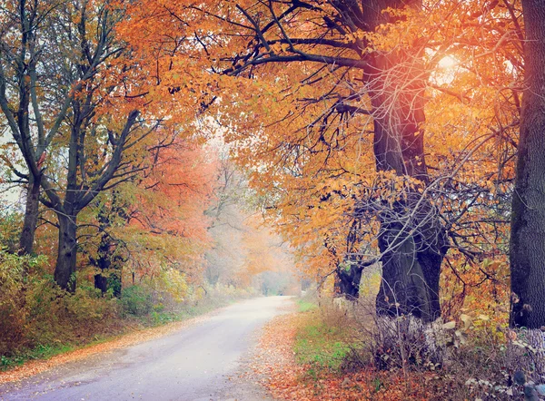 Caminho através da floresta de outono — Fotografia de Stock