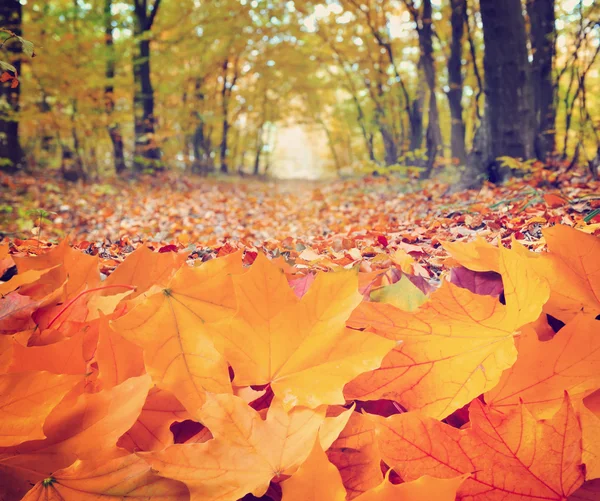 Hojas de otoño en el bosque — Foto de Stock