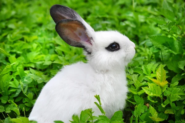 Baby coniglio bianco in erba — Foto Stock