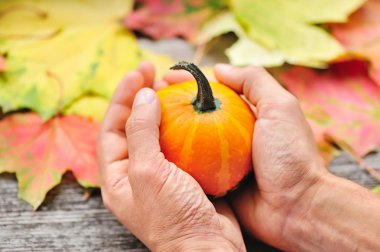 Küçük kabak ellerde üzerinde arka plan sonbahar yaprakları