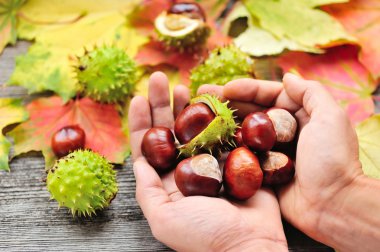 Fresh chestnuts in the hands on background autumn leaves clipart
