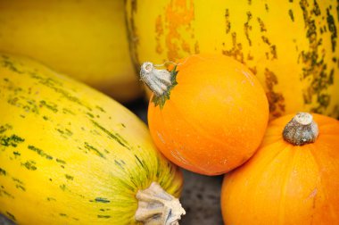 Cömert hasat turuncu kabak