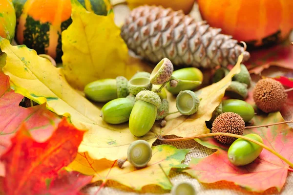 Harvested acorns with autumn leaves — Stock Photo, Image