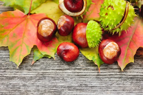 Castanhas frescas com folhas de bordo sobre fundo de madeira — Fotografia de Stock