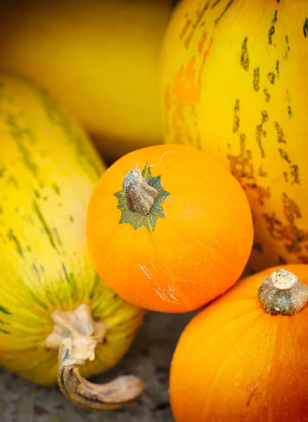 寛大な収穫オレンジ カボチャ — ストック写真