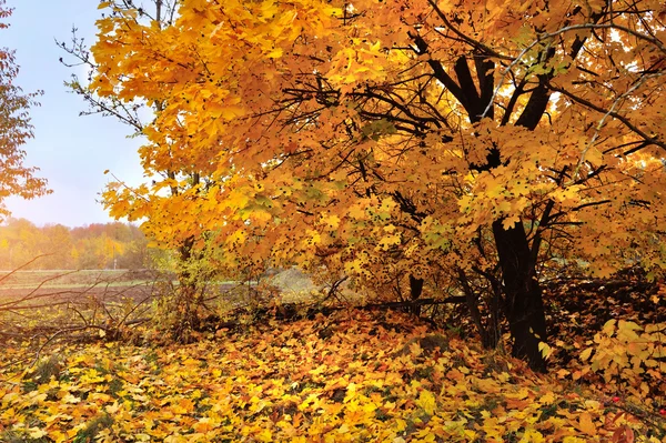 Un hermoso paisaje de otoño colorido — Foto de Stock