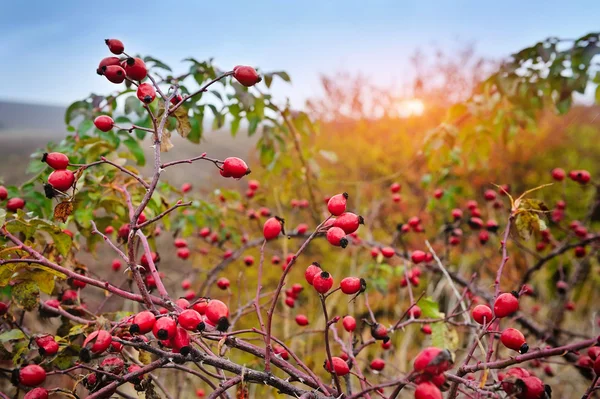 Güzel bir sonbahar arka plan gün batımında kuşburnu bush — Stok fotoğraf