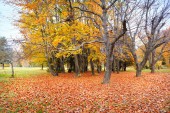krásné barevné podzimní krajina
