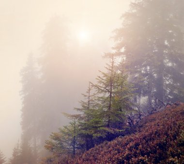 Gizemli sisli sonbahar orman