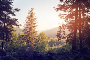 Manzara orman sonbahar sabah