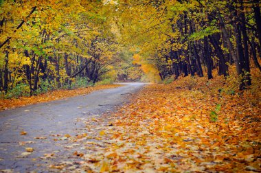 Sonbahar ormanının içinden geçen yol