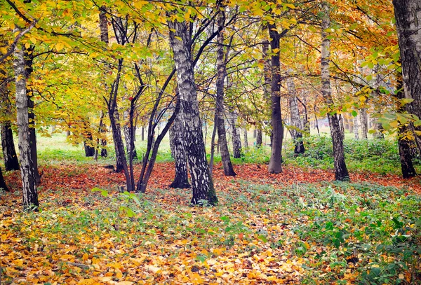 Красивий барвистий осінній пейзаж — стокове фото