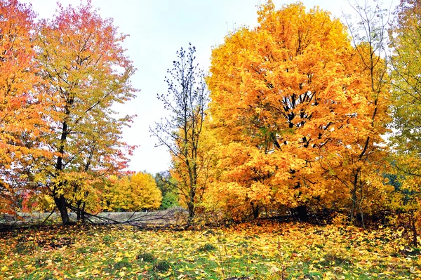 Eine schöne farbenfrohe Herbstlandschaft — Stockfoto