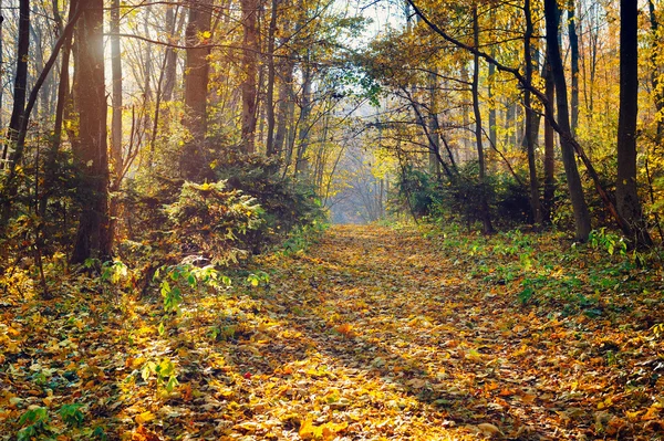 Hermoso día en el bosque otoñal con rayos de sol —  Fotos de Stock