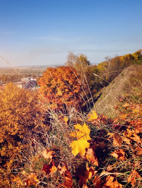 Herfst landschap met heldere herfst bladeren — Stockfoto