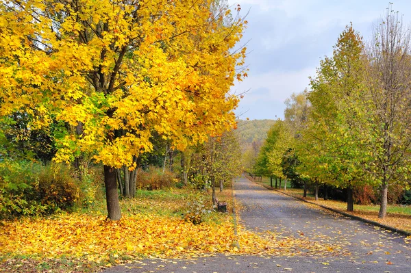 Sonbahar parkında renkli yapraklar — Stok fotoğraf