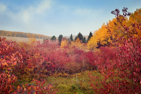 Mooie herfst landschap mistige ochtend — Stockfoto