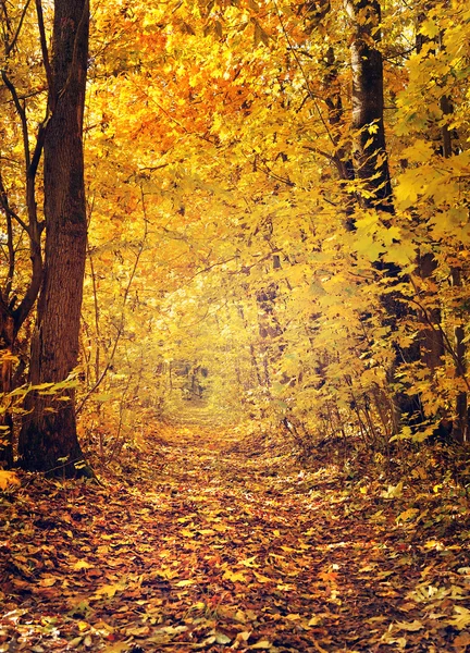 Bella giornata di sole nella foresta autunnale — Foto Stock