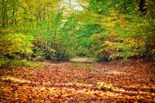 Sonbahar orman güzel güneşli bir günde — Stok fotoğraf