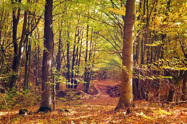 Mooie zonnige dag in de herfst bos — Stockfoto