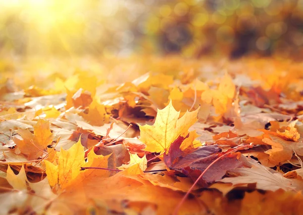 Krásné podzimní pozadí s javorovými listy — Stock fotografie