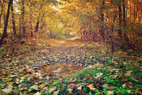 Krásný slunečný den v podzimním lese — Stock fotografie