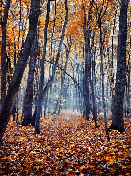 아름 다운 화려한가 숲 — 스톡 사진