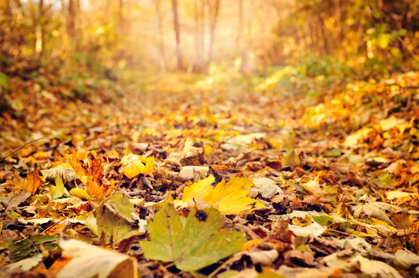 Kleurrijke bladeren in de herfst bos zonnige dag — Stockfoto