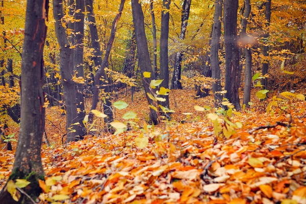Krásné barevné podzimní Les — Stock fotografie