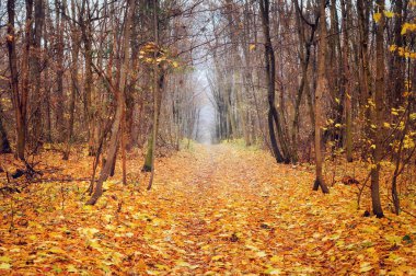 sonbahar orman puslu sabah