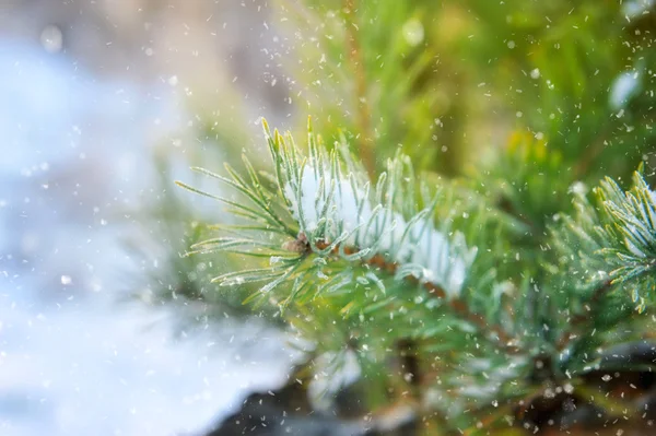 Spruce branch in the snow — Stock Photo, Image