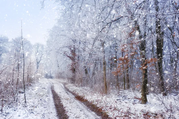 Erster Frost im Wald. Erster Schnee — Stockfoto