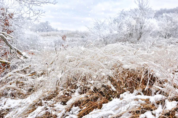 Plantas congeladas en la madrugada primer plano en invierno — Foto de Stock