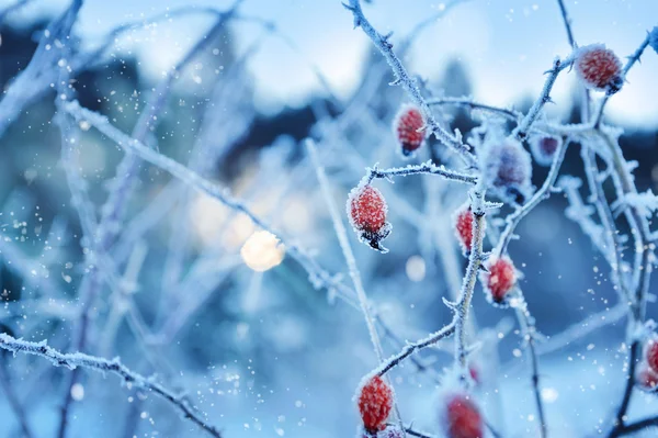 Röda Nypon bär med hoar frost — Stockfoto