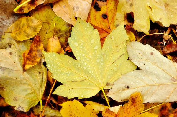 Kapka vody na žluté podzimní list — Stock fotografie