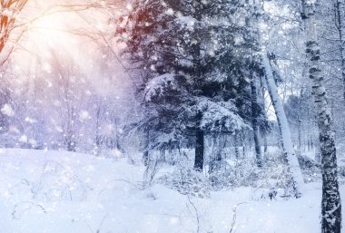 Karla kaplı ağaçlarla kaplı güzel kış manzarası