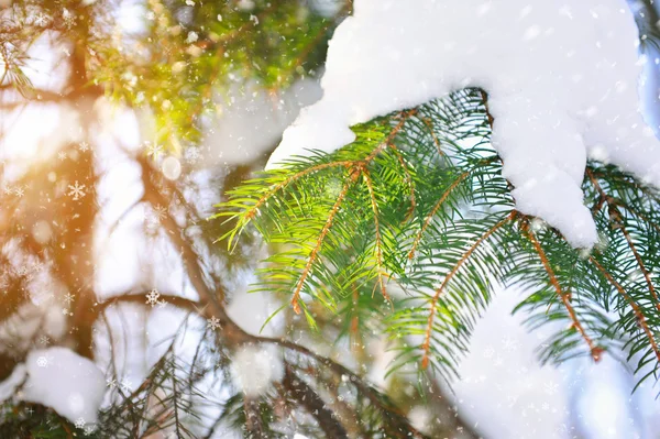 Branche d'épinette journée ensoleillée d'hiver — Photo