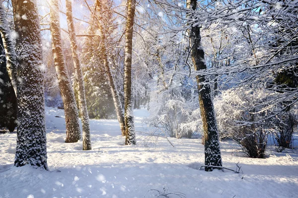 Winter forest in a frosty sunny day Royalty Free Stock Images