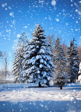 Karla kaplı ağaçlarla kaplı güzel kış manzarası