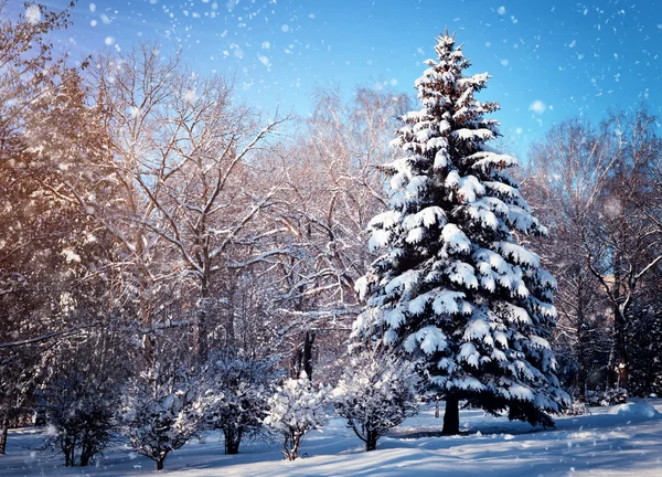 美丽的冬季风景，冰雪覆盖的树木 — 图库照片