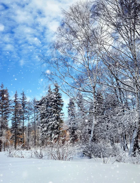 美丽的冬季风景，冰雪覆盖的树木 — 图库照片