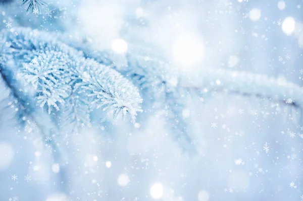 Grenarna av Gran täckt med hoar frost närbild. Vinter bakgrund. — Stockfoto