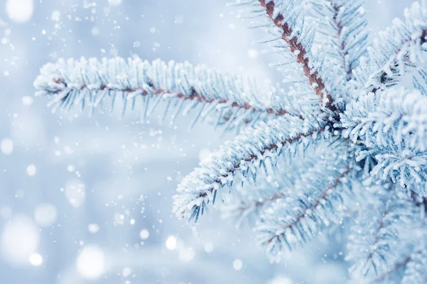 Grenarna av Gran täckt med hoar frost närbild. Vinter bakgrund. — Stockfoto