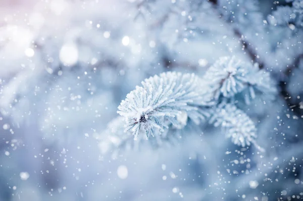 Grenarna av Gran täckt med hoar frost närbild. Vinter bakgrund. — Stockfoto