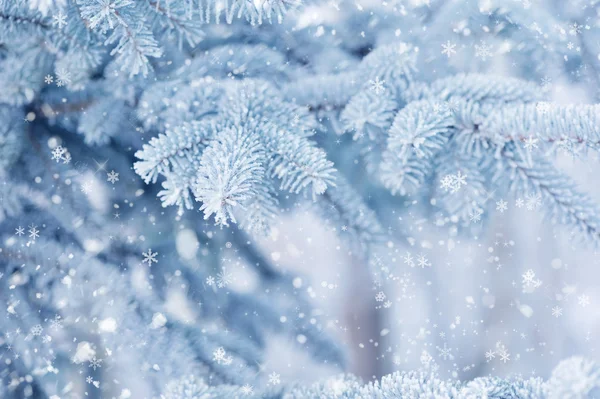 红皮云杉枝满白霜特写。冬天 — 图库照片