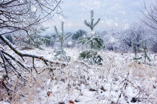 Paesaggio invernale alberi innevati in giornata gelida — Foto Stock