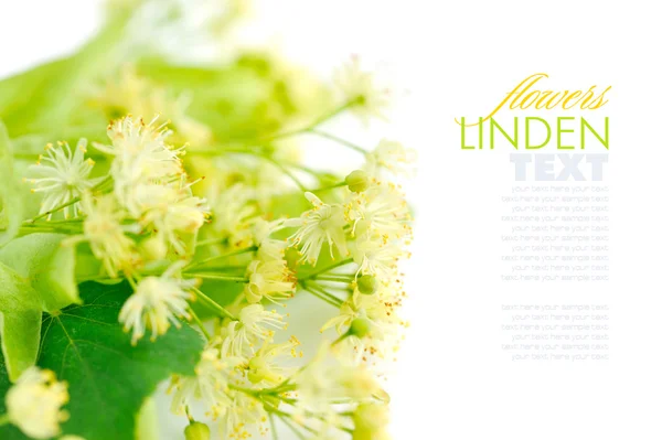 Bloemen van Linde op een witte achtergrond — Stockfoto