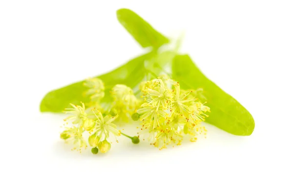 Flores de tília em um fundo branco — Fotografia de Stock